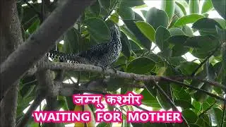 KOEL BIRD CHICK ,Asian Koel Call  ,Koyal Ki Awaz ,  Koyal Ki Awaj ,FEMALE KOYAL