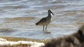 Willet (Tringa Semipalmata)