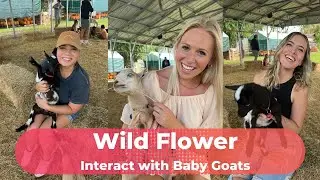 Baby goats | Wildflower Farms | Stuff to do in Orlando