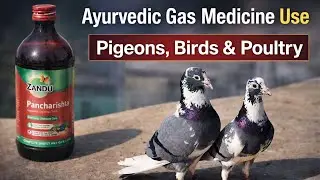Best Ayurvedic Digestive Medicine for Pigeons, Birds & Poultry | Gas Relief
