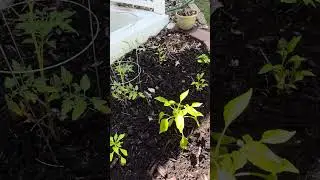 Trying.                           #pepper #greenthumb #gardening #planting #yard #backyard #tomato