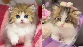 最もかわいい子猫たちがあなたの心を溶かすよ ♥