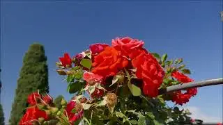 Dal Roseto Comunale di Roma From the Municipal Garden in Rome live,  Maggio 2024 @manortiz46az