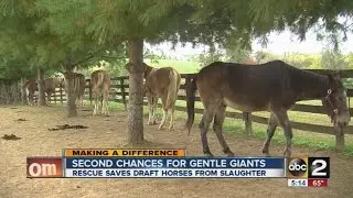 Making a difference for draft horses