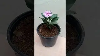 Try to propagate vinca plant from cutting #shorts #youtubeshorts #growvincaplant #plants #vinca