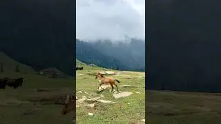 Valley of poison!   #kayfa #nature #travel #kashmir #india