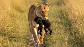A Lion Snatches Baby Gorilla, The Shocking Reason Behind It Will Leave Everyone Speechless!