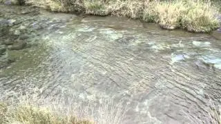 Trote nel Fiume Toce