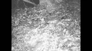 Japanese Field Mouse Nightly Explores Leaf Litters along Forest Trail for Food in Autumn