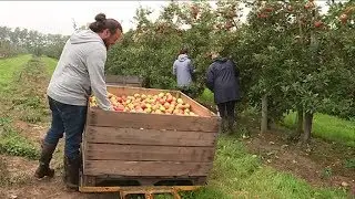 Beaunay (76) : la récolte des pommes est prometteuse