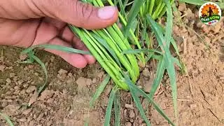 Types of wheat 