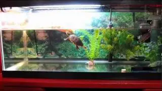 New UVB Lamp (turtle update) Reptisun 5.0