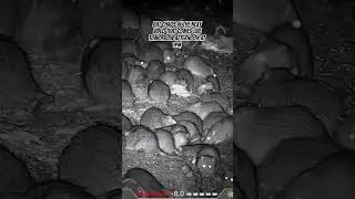 Rat chaos with the @DNTOptics  zulus v2 on the RTI MORA #viral #pestcontrol #nightvision #rat