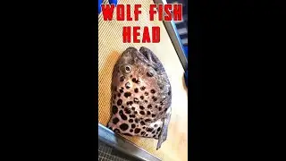 The Reason Wolf Fish Can Still Bite Even After Having Their Heads Cut Off #shorts