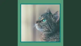 Calm Cat - Dreams