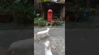 #Kittenfunvideos#funnykitten#funkykitten#trending#youtubeshorts#comedykitten#cat kitten😄😄