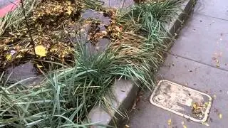 Folsom Chavez SE sidewalkCurb