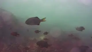 Underwater Drone footage of Striped Sea Perch and Kelp Crabs at Graham Rock, BC, Canada