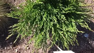 Juniperus horizontalis 