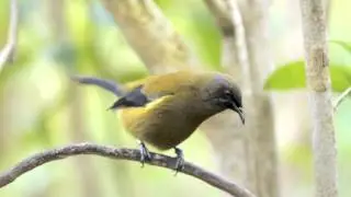 Kokako, Bellbird, New Zealand Robin