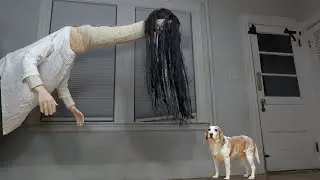 Dog vs Long Neck Ghost Woman