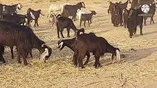 سالفة/العسكري مع الذيب يوم تقاعد واستثمر بالماعز