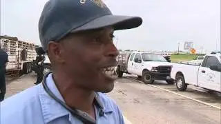 Pigs get loose on I-45 south of Dallas