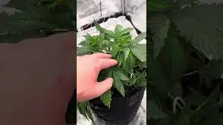 Garden Update! 5X5 setup Finally! 800 Watt spider farmer light! 