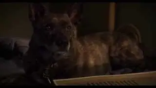 Wizard of Paws: Obi-Wan - Awful Movie Reviews