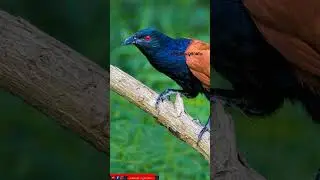 രണ്ട് ഉപ്പനെ കണ്ടാൽ വീട്ടിൽ ഒരു അൽഭുതം നടക്കും പക്ഷെ ഈ കാര്യം ചെയ്യാൻ മറക്കരുത്