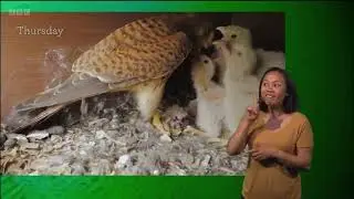 Compilation of the 'C' Word Kestrel Nest at RSPB Arne | Springwatch 2023 (signed)