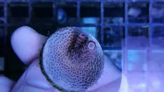 Acropora millepora ultra- indo coral gandalf