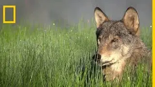 La strat&eacute;gie de chasse des loups