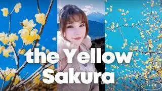 The Sweet-Smelling Flower That Comes Before Sakura | Japan's Winter Secret
