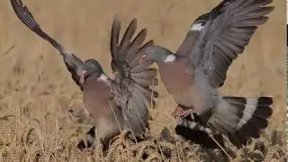 TROMPES DE CHASSE # 3 - LA SAINT - HUBERT