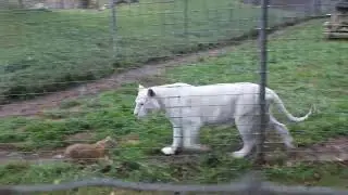 Tigers Reacting to a Lady on a Wheelchair at the Shalom Wildlife Sanctuary