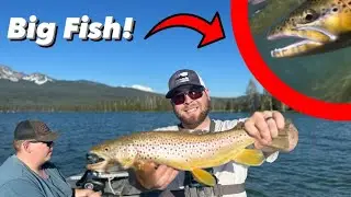ULTRA CLEAR WATER Brown Trout Fishing