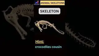 X-ray:Can you guess the animal🔥🔥.#shorts #animals#viral
