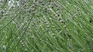 🌿 Sacred Stillness &ndash; Meditation in Nature by the Cathedral Garden 🌸🕊️