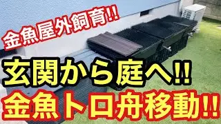 【金魚屋外飼育】トロ舟3個を玄関から庭へ移動‼︎【金魚屋外飼育環境改造計画⁉︎】