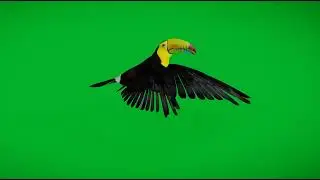 Keel Billed Toucan Bird