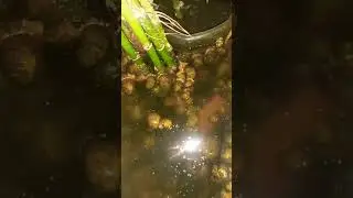 Snails. It's snail season.