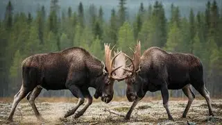 Close up of bull moose fighting, moose video