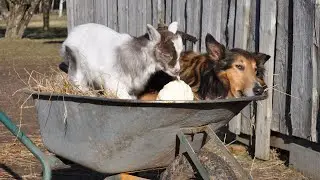 Adventures of farm collies ep 105 One cabbage for all