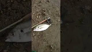 NZ Trevally