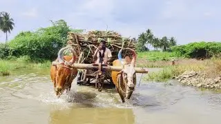 Bullock cart mud ride in lake water ride | cow videos & ox video | village cow video