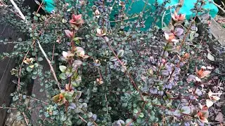 Chilean guava ( Ugni Molinae ) varieties Ka-Pow and Villarica Strawberry post Winter update