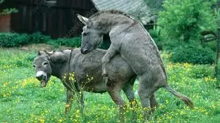2o donkey mating in jungle #camel ##animals #viralvideo #viral #viralshorts #1000subscriber 