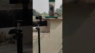 sparrow eating food and drink water #fighting #birds #animals #sparrow