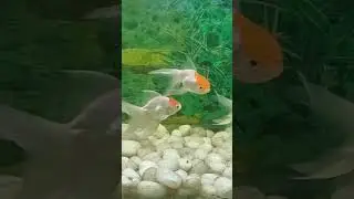 Fish Patna Zoo|#fish #fishing #fishingvideo #fishinglife